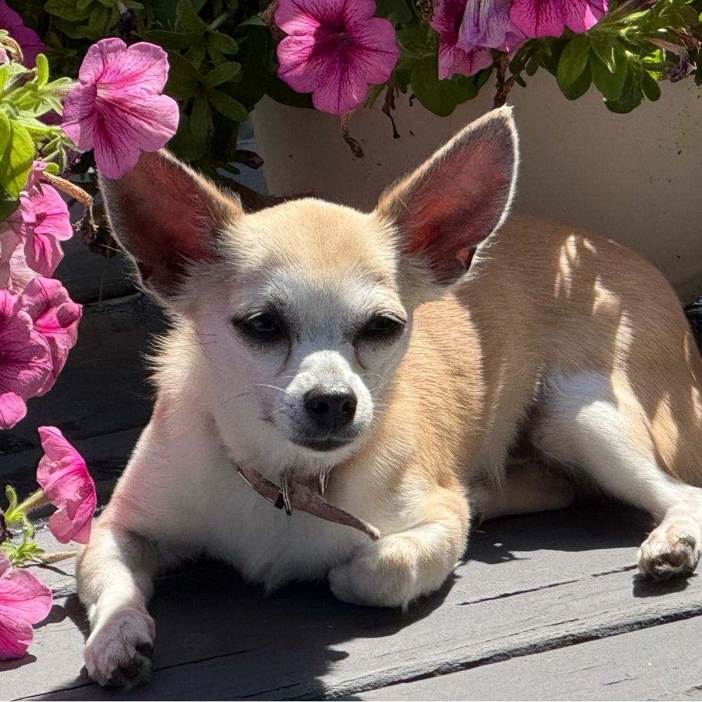 Meet your Posher, Sandra